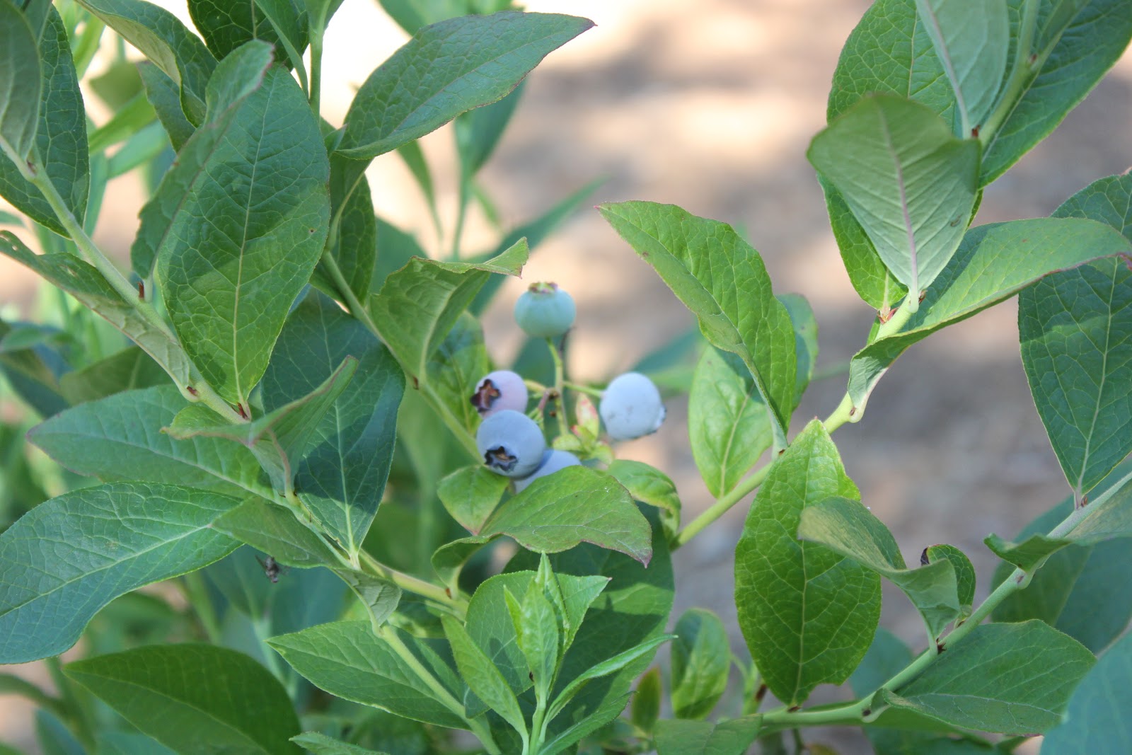 The Nitty Gritty Potager Growing The Best Blueberries Organically
