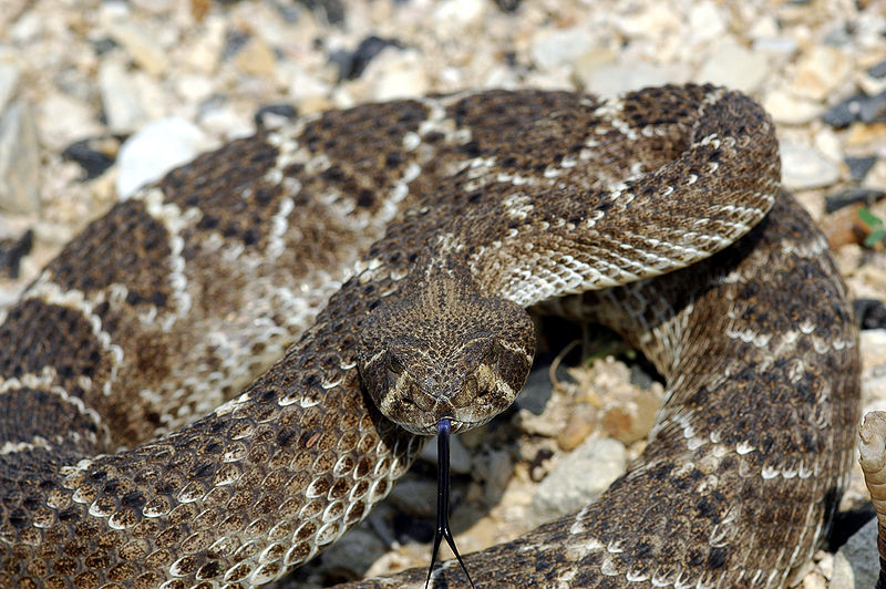 Diamondback Rattlesnake Arizona