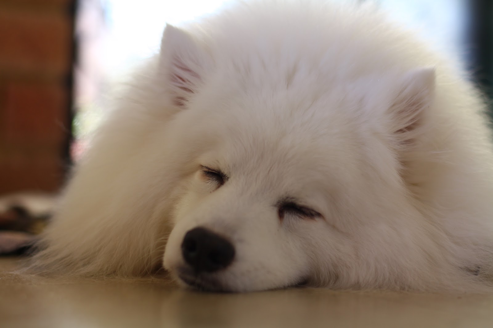 chinese spitz chinese spitz
