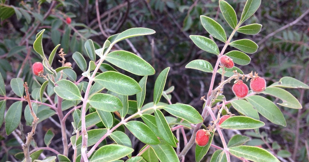 Wild Edible Texas Evergreen Sumac