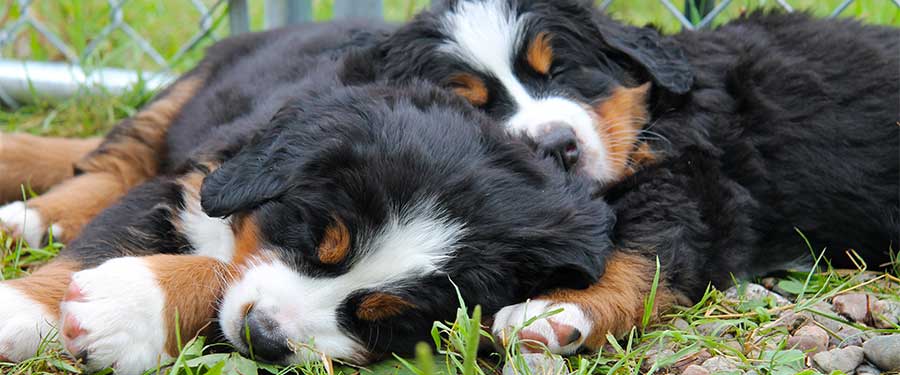 Are Bernese Mountain Dogs Good With Cats And Little Kids Are Bernese Mountain Dogs Good With Cats And Little Kids