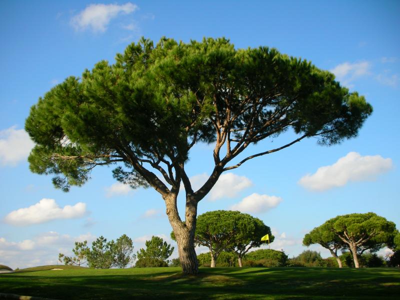 Pinheiro manso - Pinus Pineia