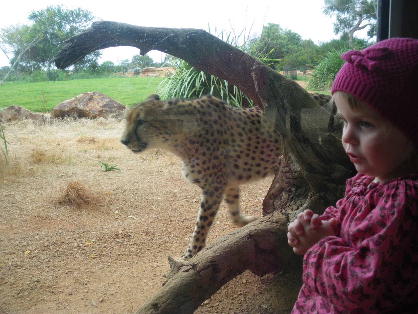 Arti Mardi: Werribee Open Range Zoo