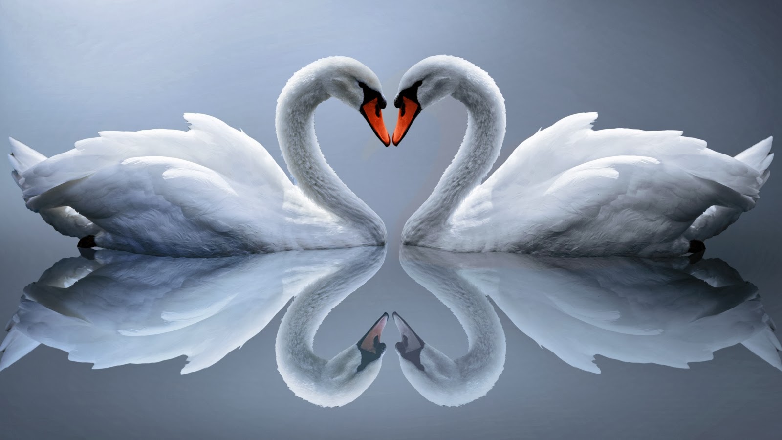 Cool Photos Swan Love Desktop Wallpaper