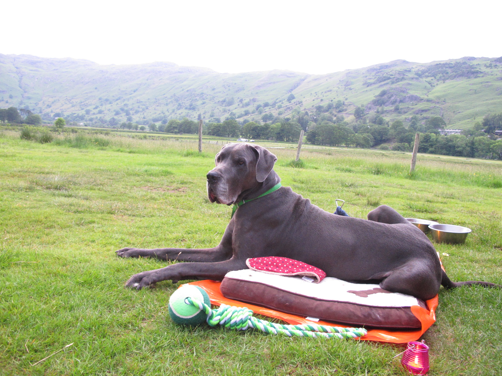 a great dane in a camper van A dog in a dub
