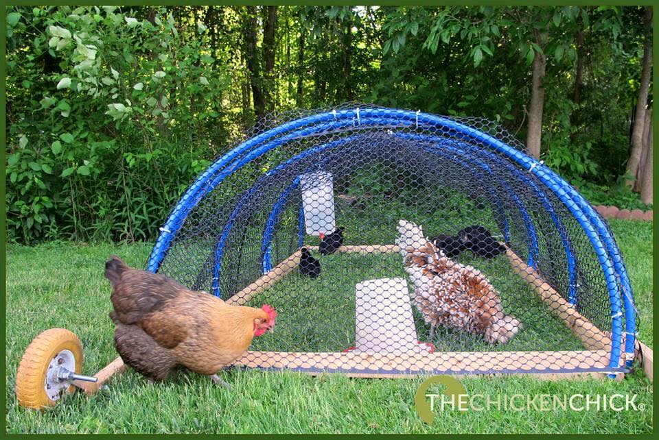 Integrating New Chickens into the Flock "The Playpen Method" The