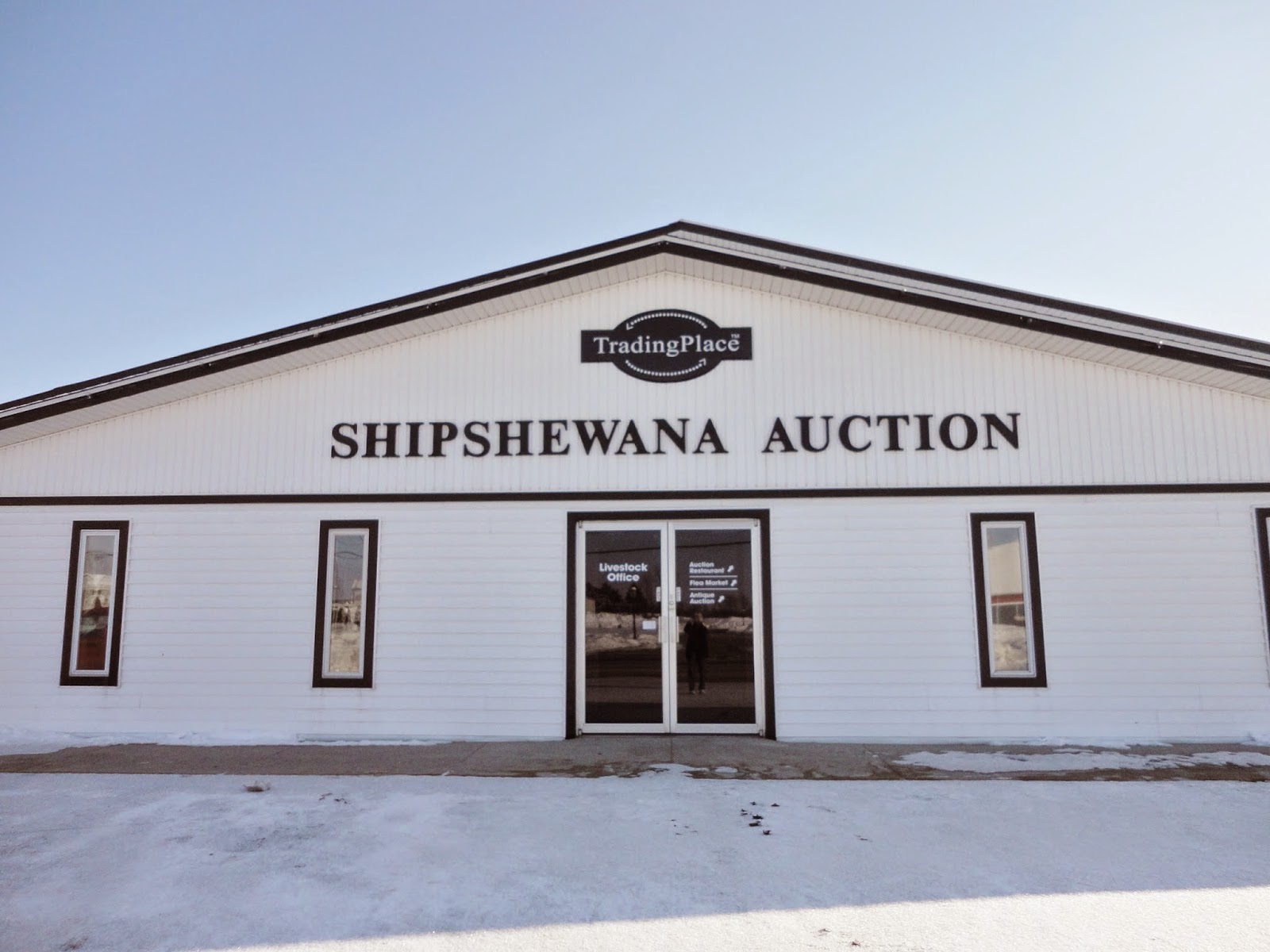 My Amish Indiana The Horse Auction