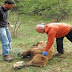 Επιχείρηση διάσωσης αρκούδας στην Κοζάνη...