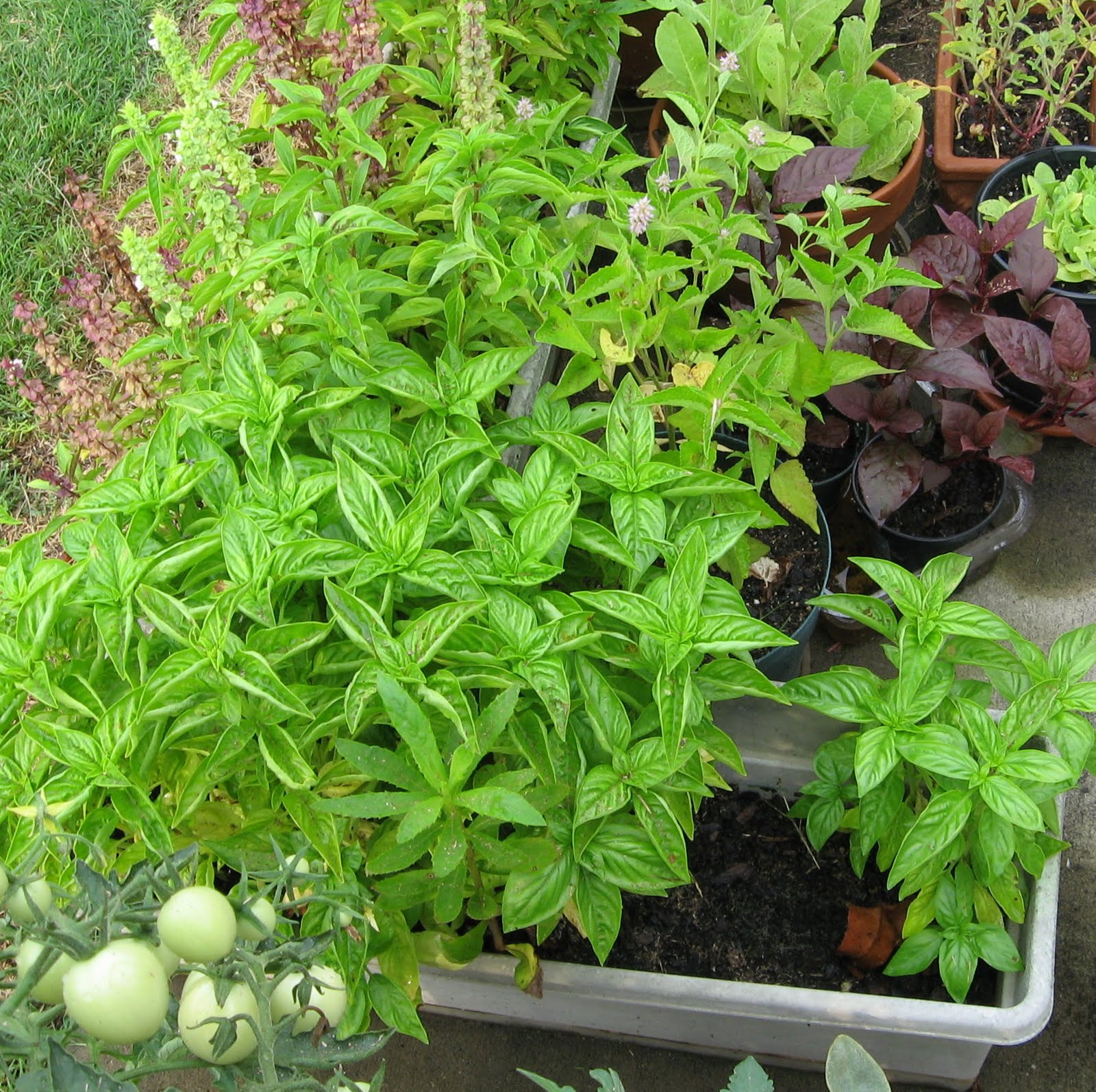 The Accidental Gardener To my new “Where Bloggers Create” friends