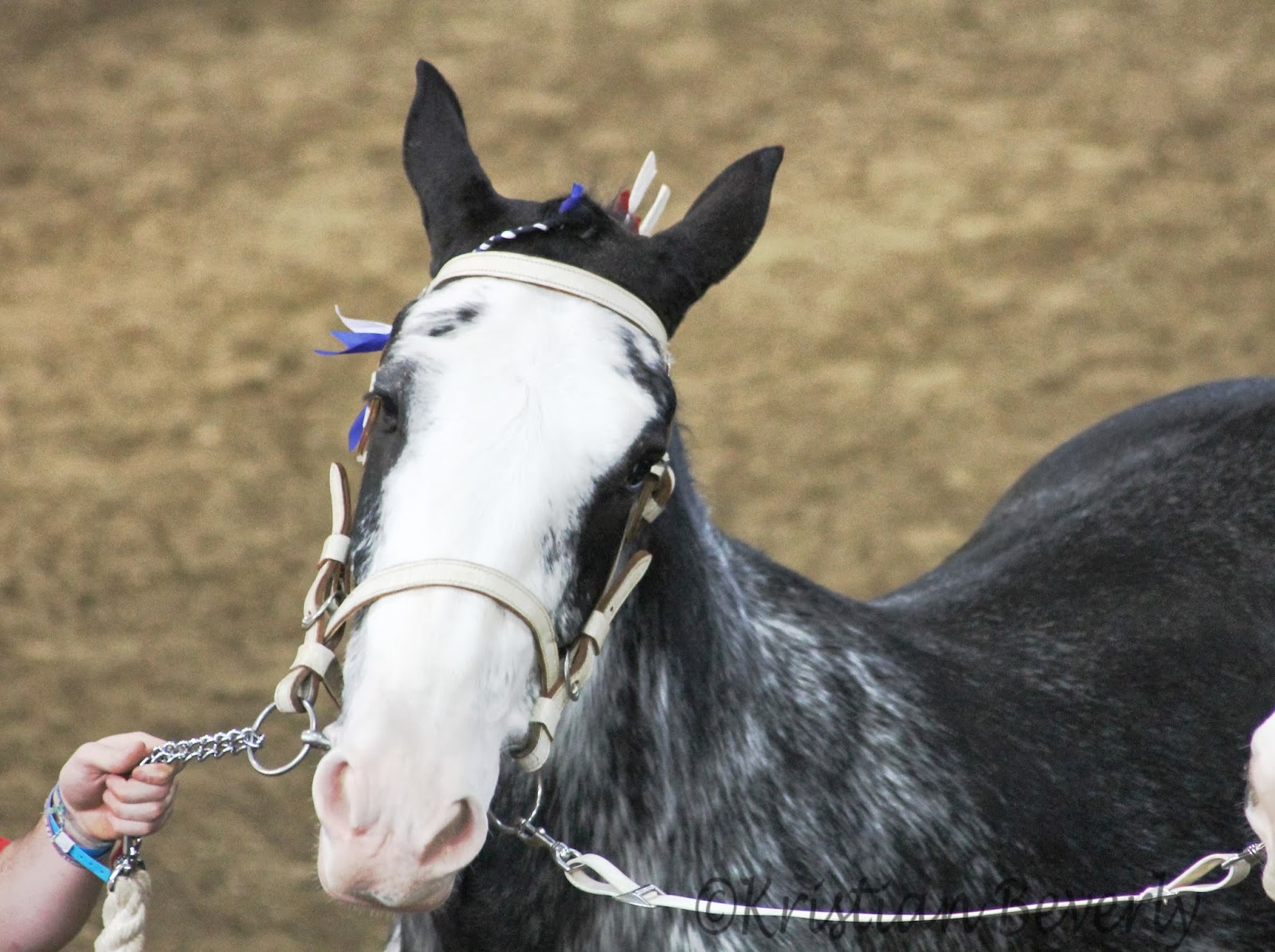 Five Paws Studio Draft Horse Halter Class