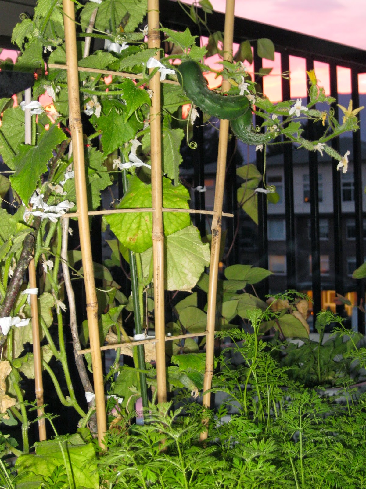 Balcony of Eden Tips for Growing Cucumbers
