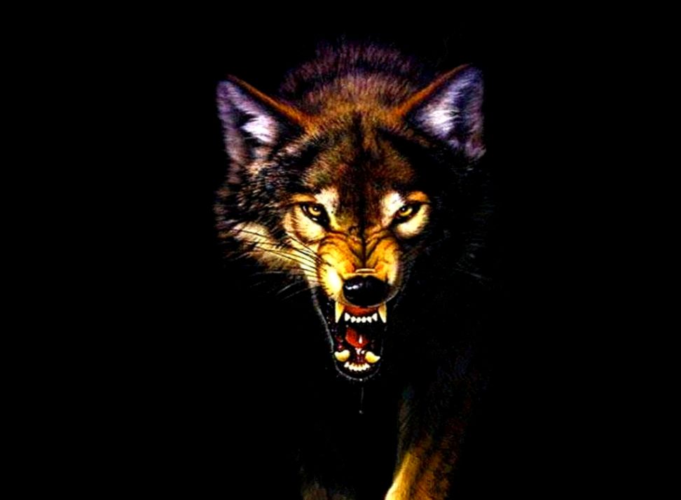 Angry Wolves Desktop Background Angry Wolves Desktop Background