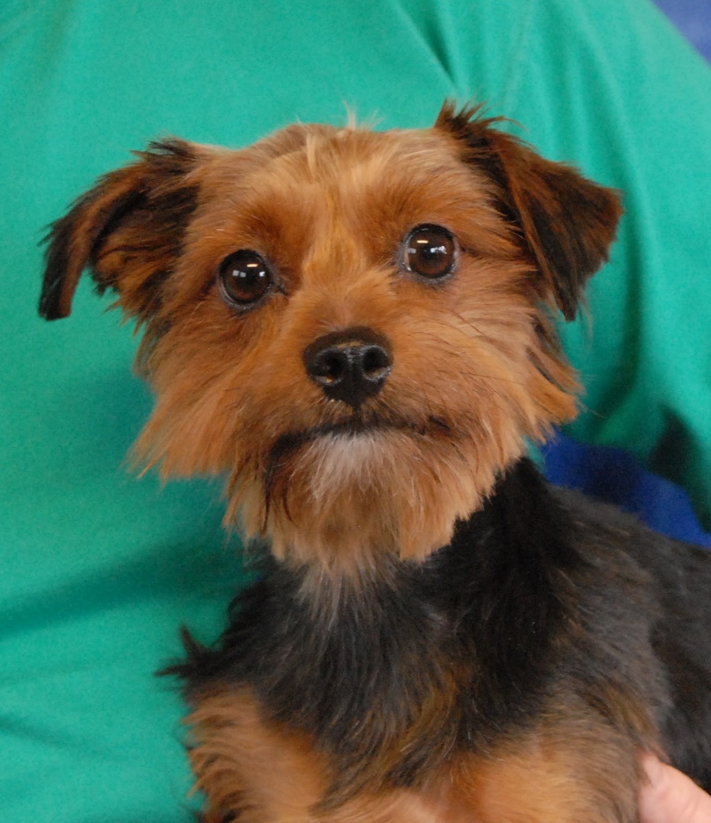 6 Yorkshire Terriers rescued from a backyard breeder, debuting for
