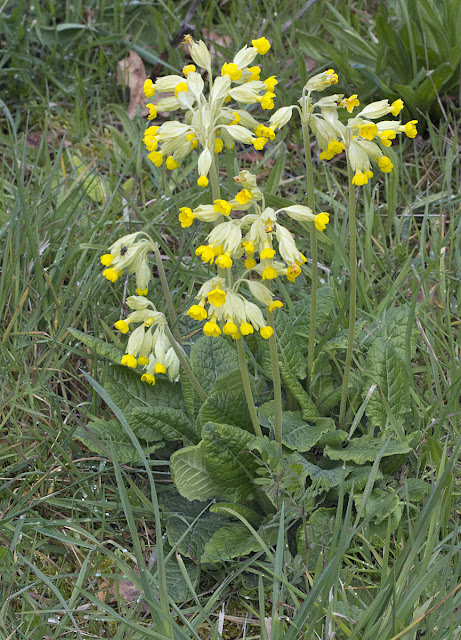 False Oxlip, Primula x polyantha, a hybrid of Primrose and Cowslip. Darrick Wood, 21 April 2012.