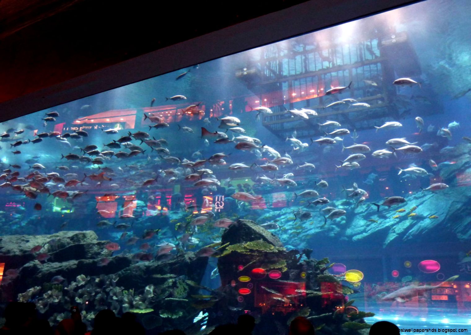 Dubai mall aquarium viewing window » Dubai Aquarium amp Underwater Zoo Dubai mall aquarium viewing window » Dubai Aquarium amp Underwater Zoo