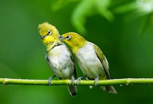 Tips Dan Panduan Beternak Pleci Tips Burung Terbaru