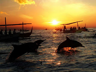 Bali Dolphins