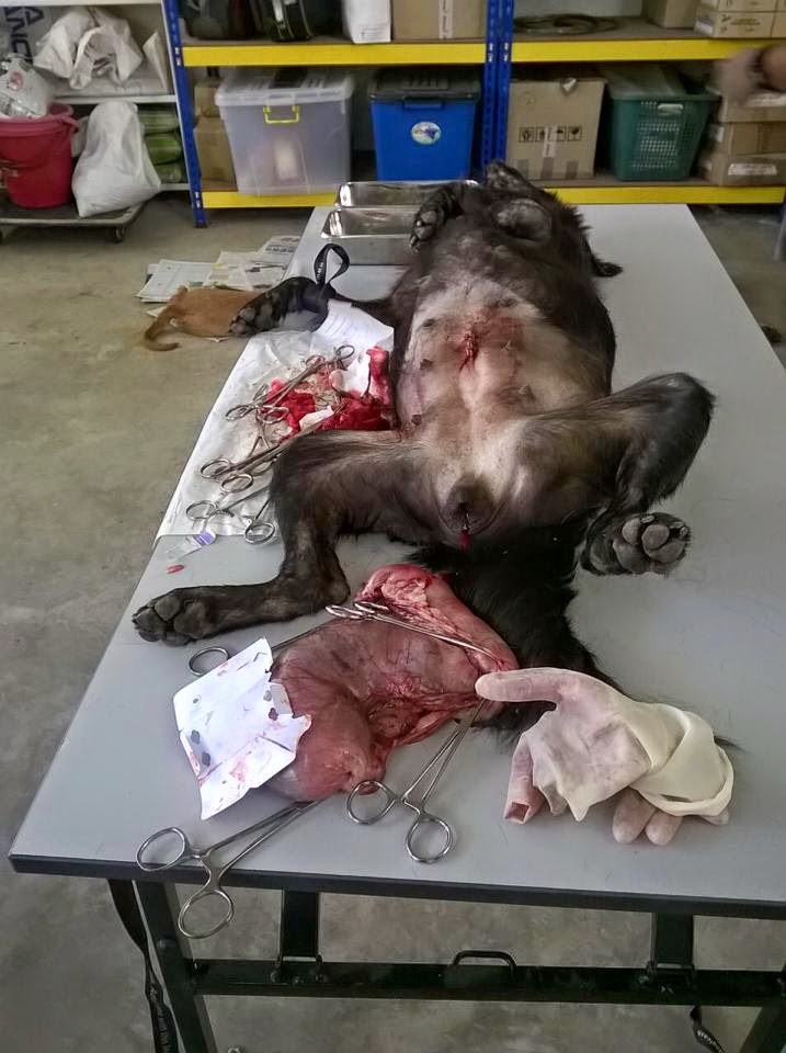 Mass Neutering By SPCA | Second Chance | PetFinder.my WAGazine