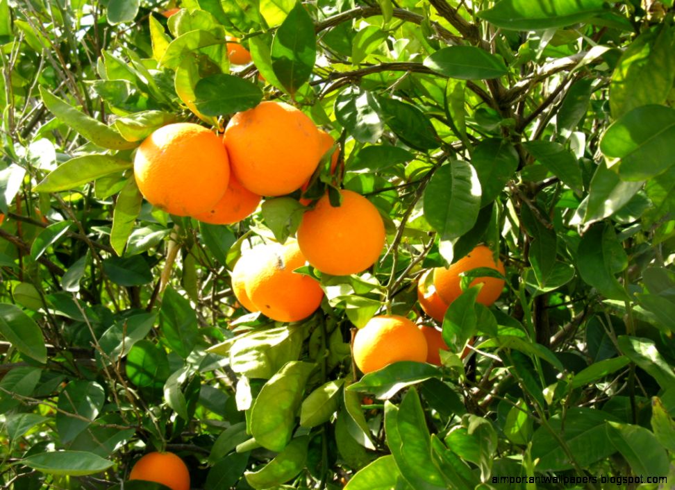Orange Fruit On Fresh Tree Size 1024x768 52917 Orange Fruit On Fresh Tree Size 1024x768 52917