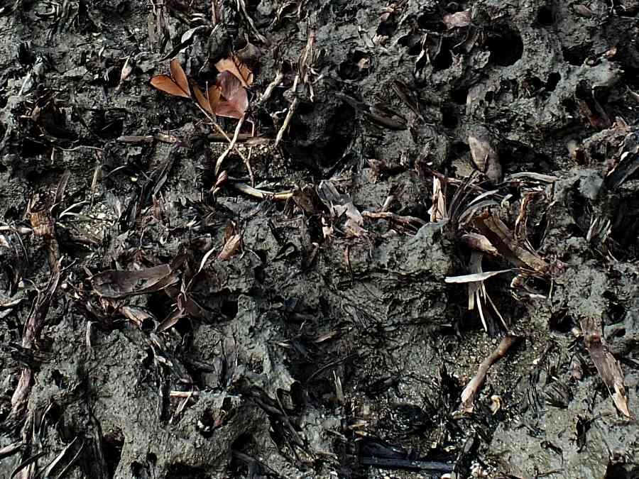 Close up of substrate in destroyed mangrove swamp Broken mangrove roots and mud