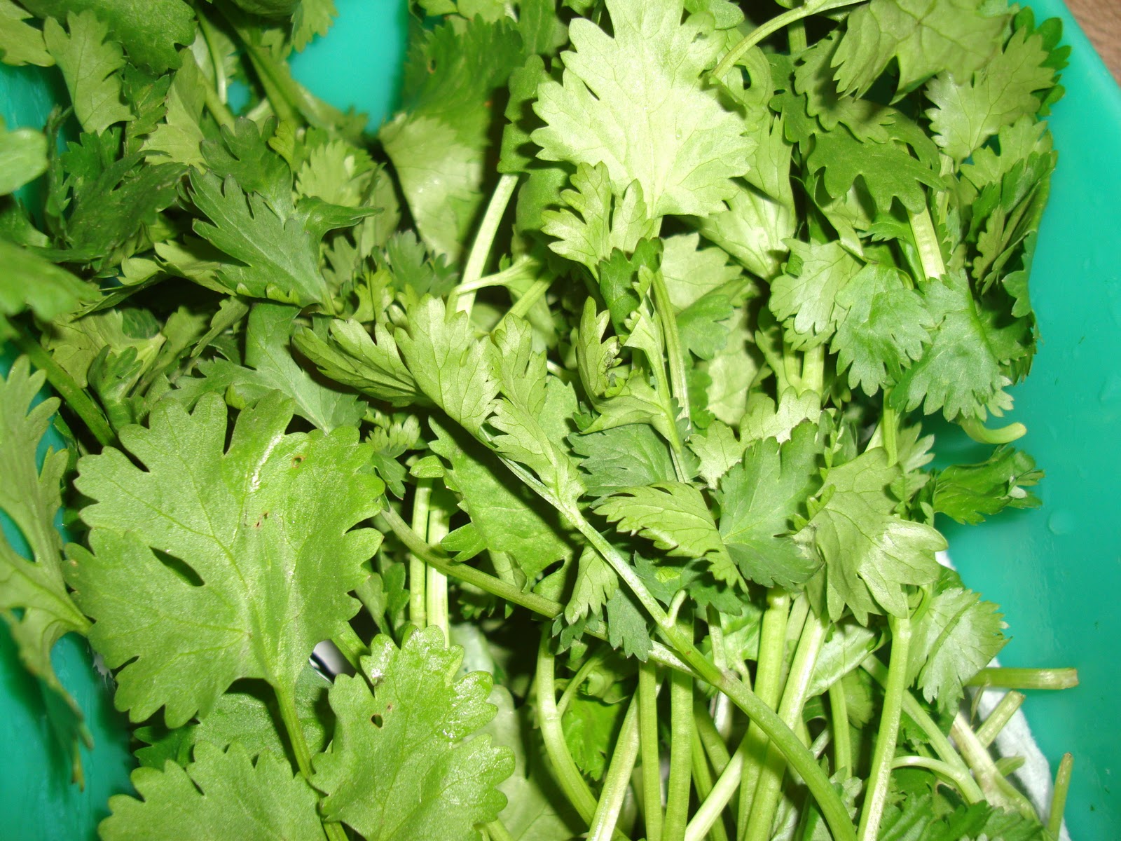 Taste of Nepal Cilantro or Fresh Coriander Hariyo Dhania ko Paat