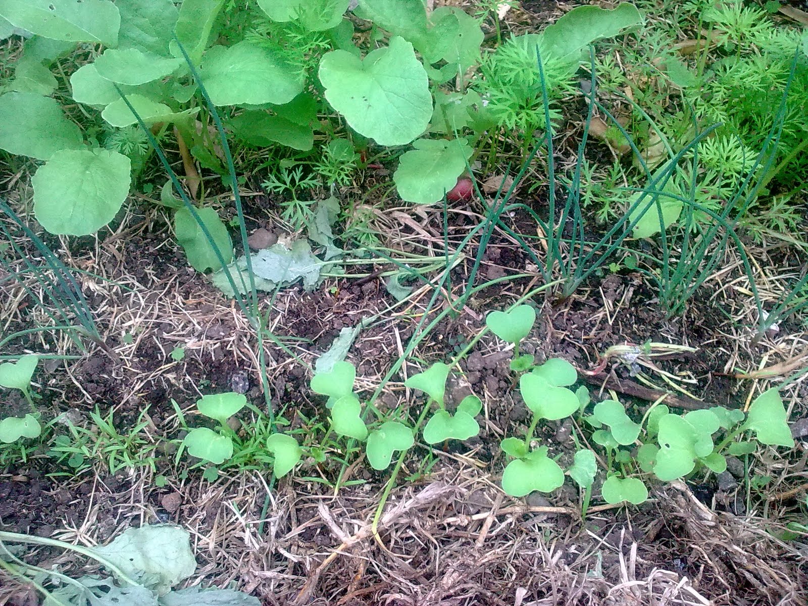 companion planting organic gardening green finger tips radish and