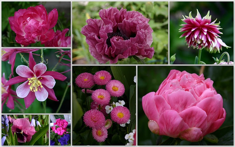 GARDENING BASICS "POOR SOIL = POOR FLOWERS Sowing the Seeds