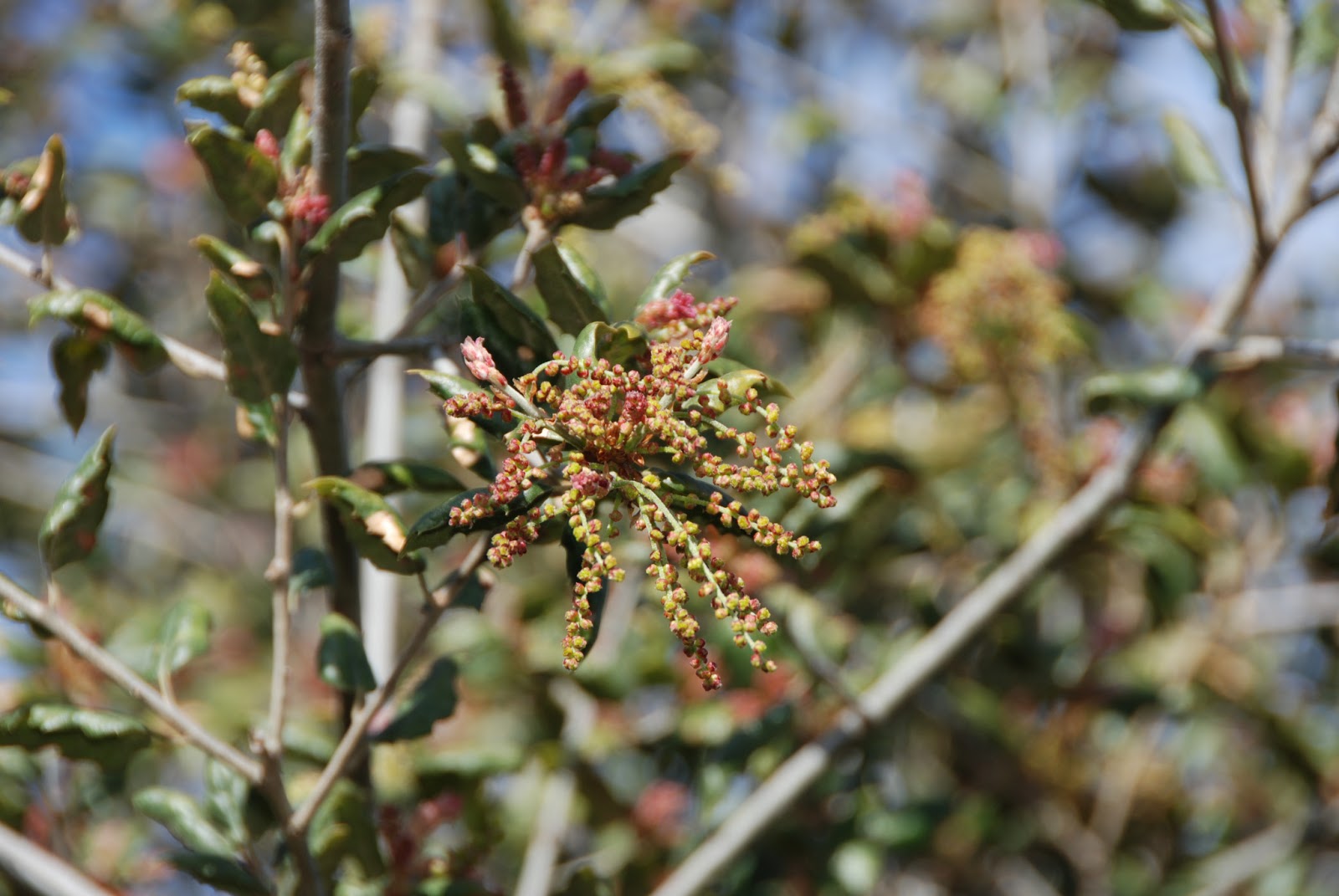 A California Native Plant Garden in San Diego County March 2013
