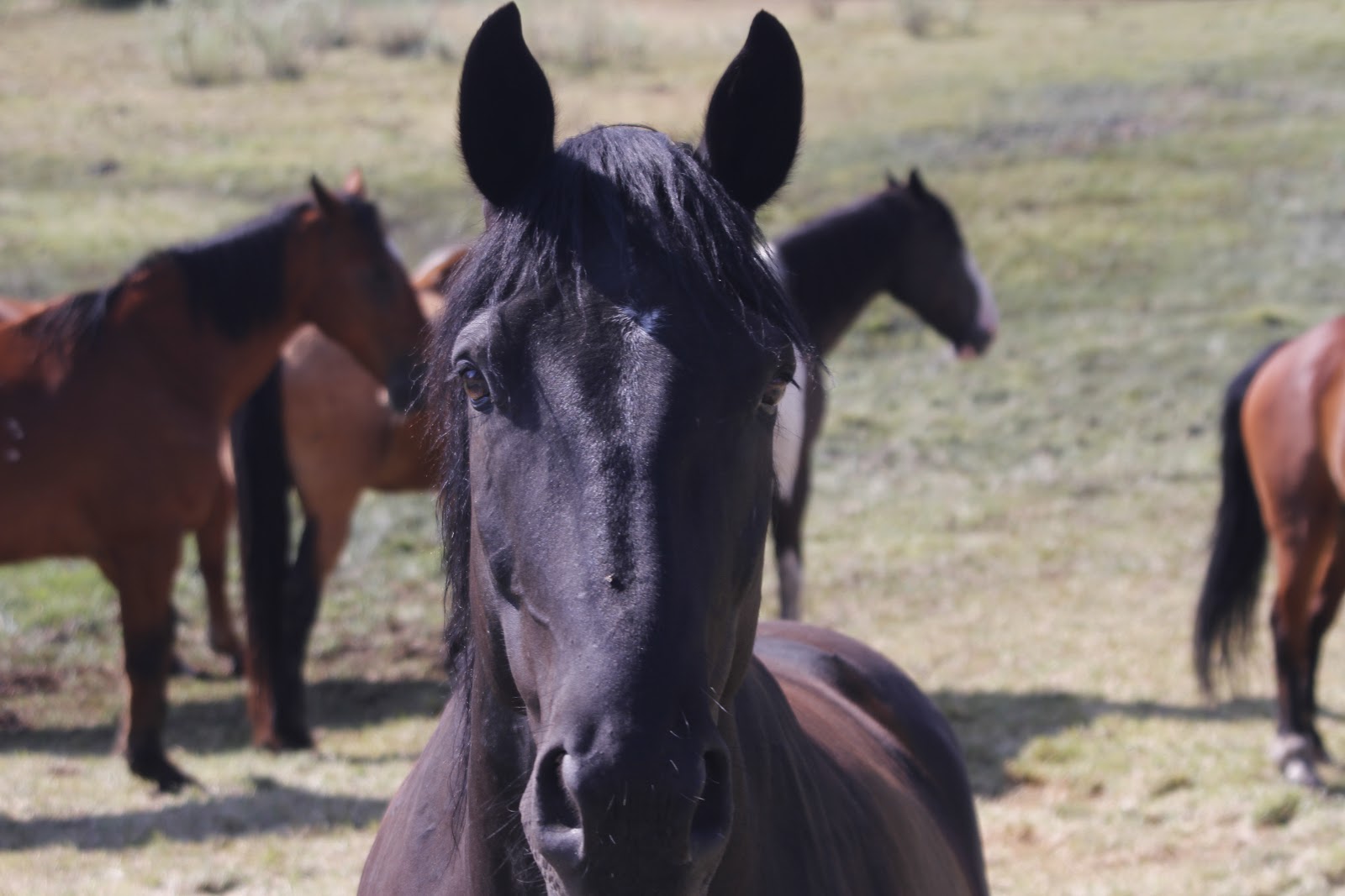 desert horses Pack horses and mules