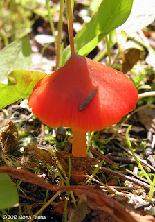 Hygrocybe conica, the Witch's Hat.