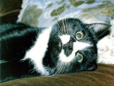 Black and white cat name of Bonzo