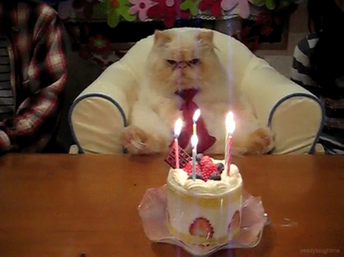 cat+birthday.gif