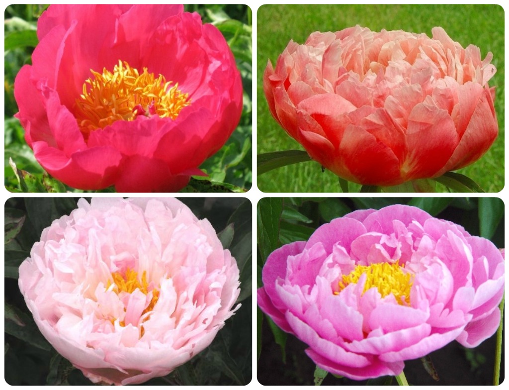 I can totally make that Gardening Peonies