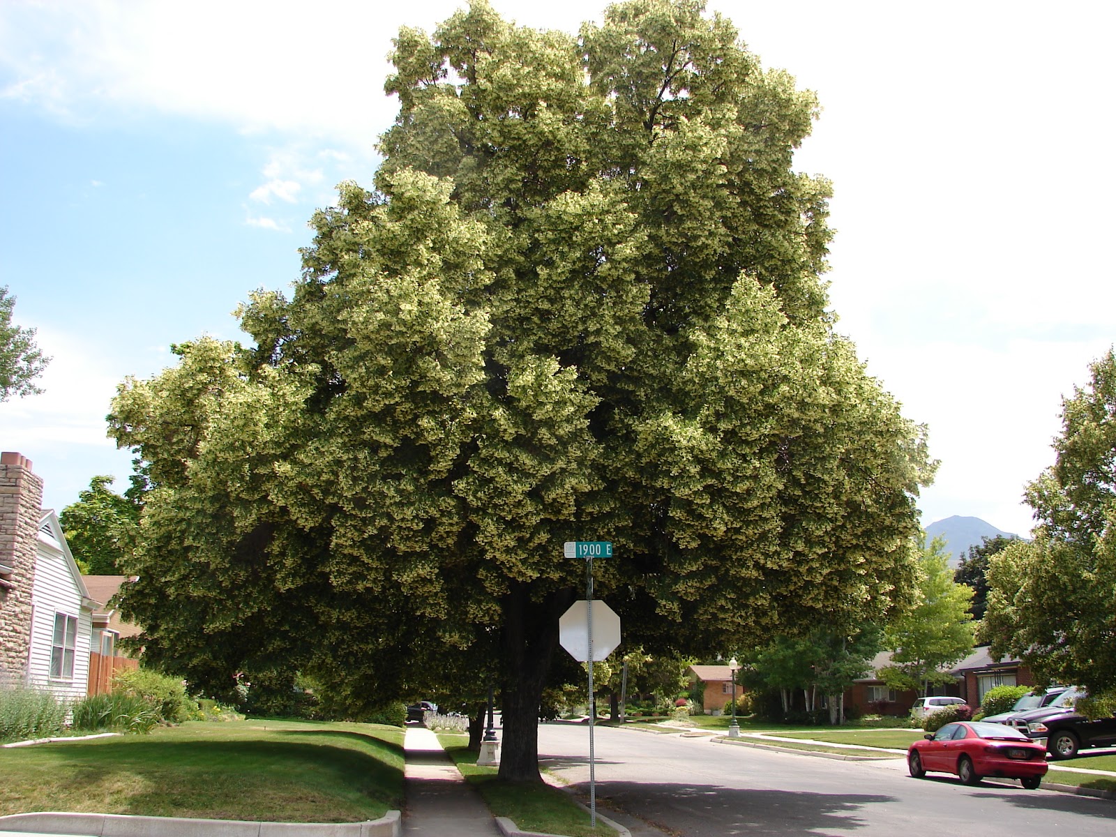 New Utah Gardener Stop And Smell The Linden Trees!