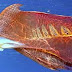 The Mysterious Blanket Octopus