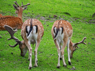 fallow-deer