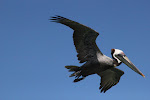 Pelican over Gulf of Mexico