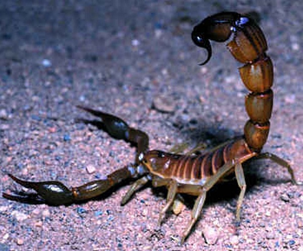 scorpion headpiece