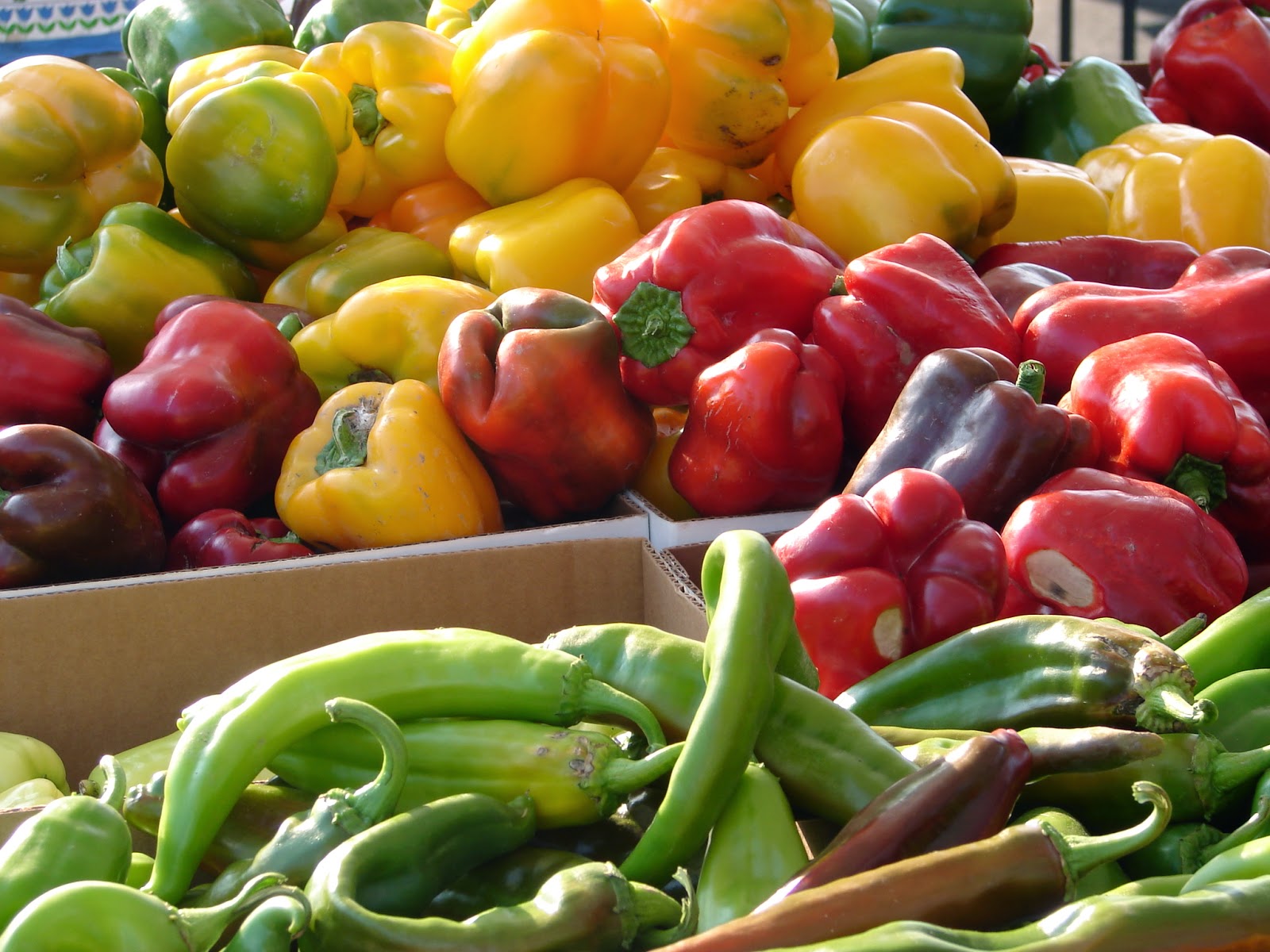 New Utah Gardener Top 6 Easiest Vegetables To Grow In Utah