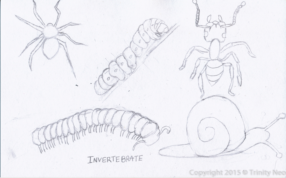 A Little Dose of Me: Vertebrates and Invertebrates around my home