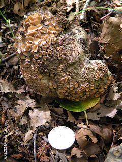 Wee cup fungi on canid feces. 