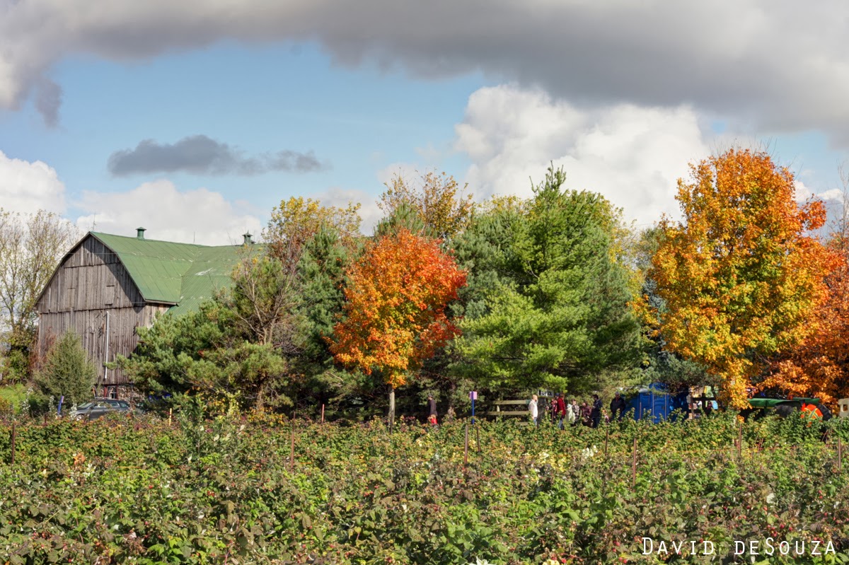 Fall Colours in Ontario, Canada ~ DAVID