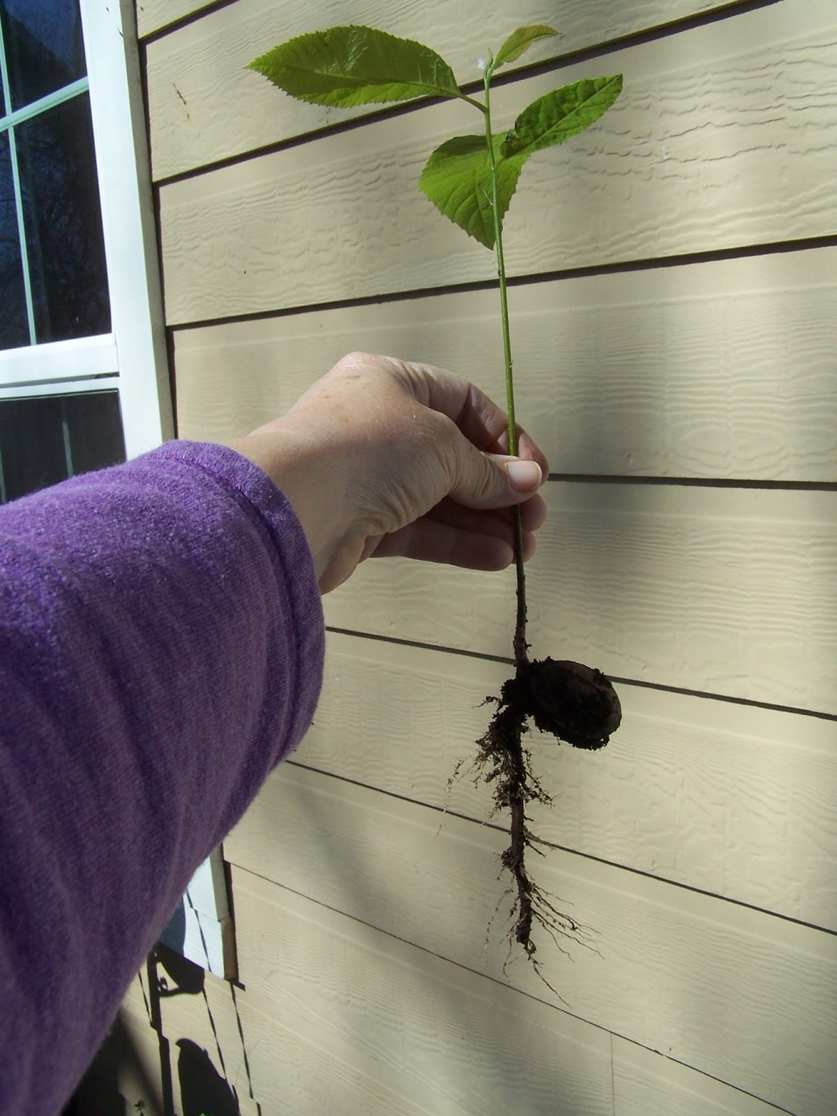 Colorado Rocky Mountain "hi" Baby pecan tree