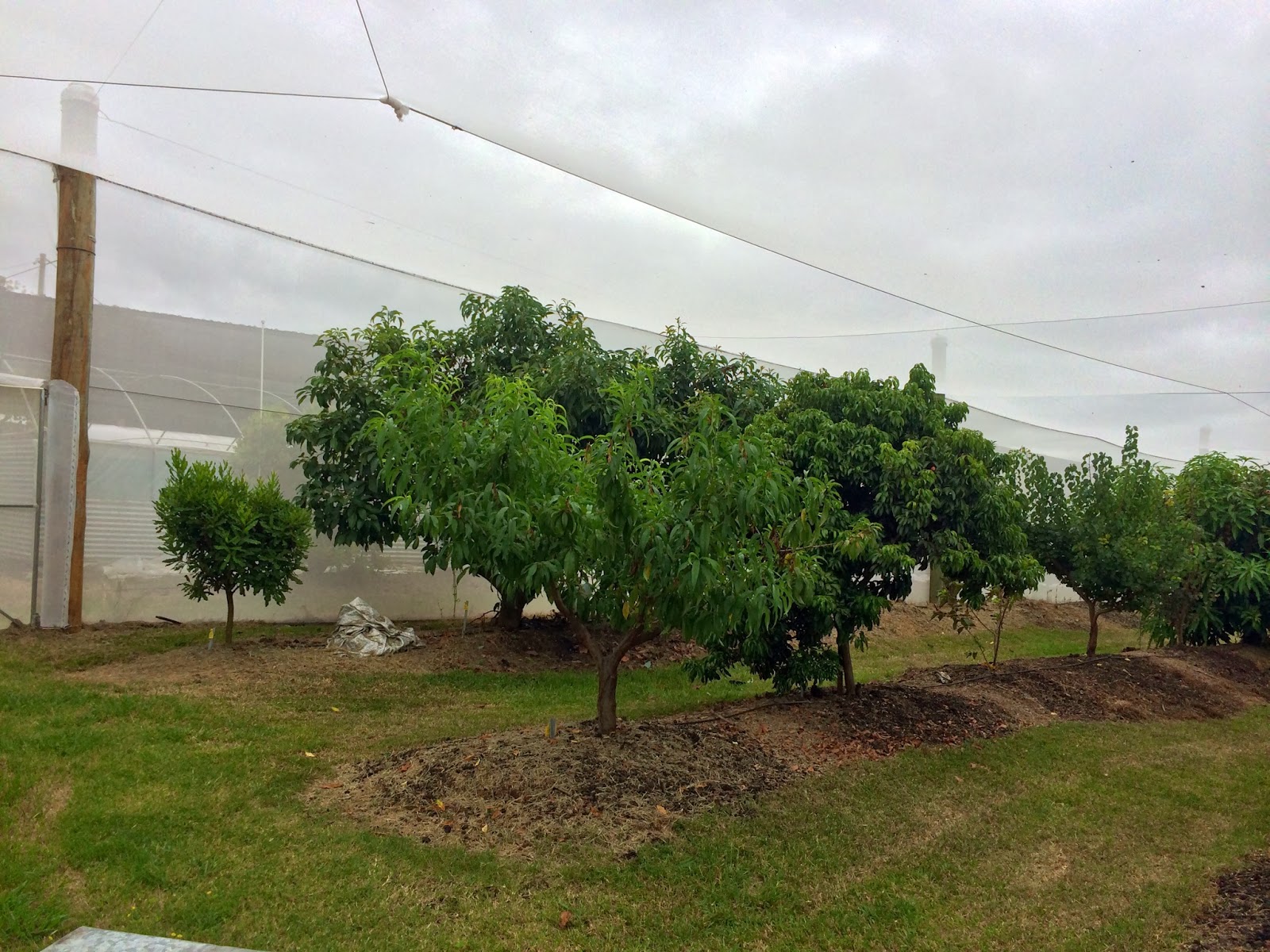 Daleys Fruit Tree Blog Exclusion Netting