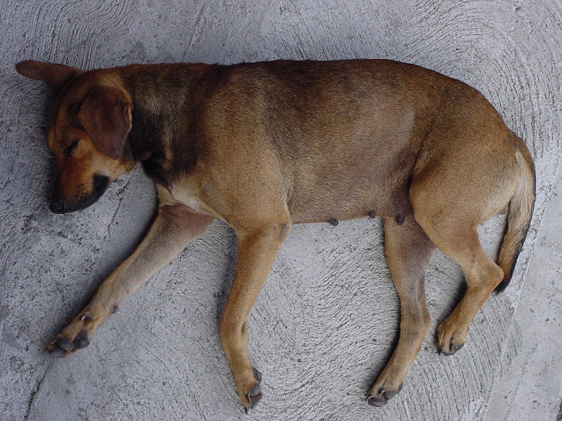 FactsnFunny The Dead Dog