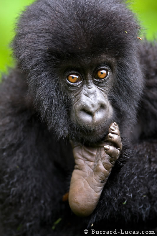 صور مدهشه للحيوانات ملتقطه في أوضاع نادره Baby+Gorilla