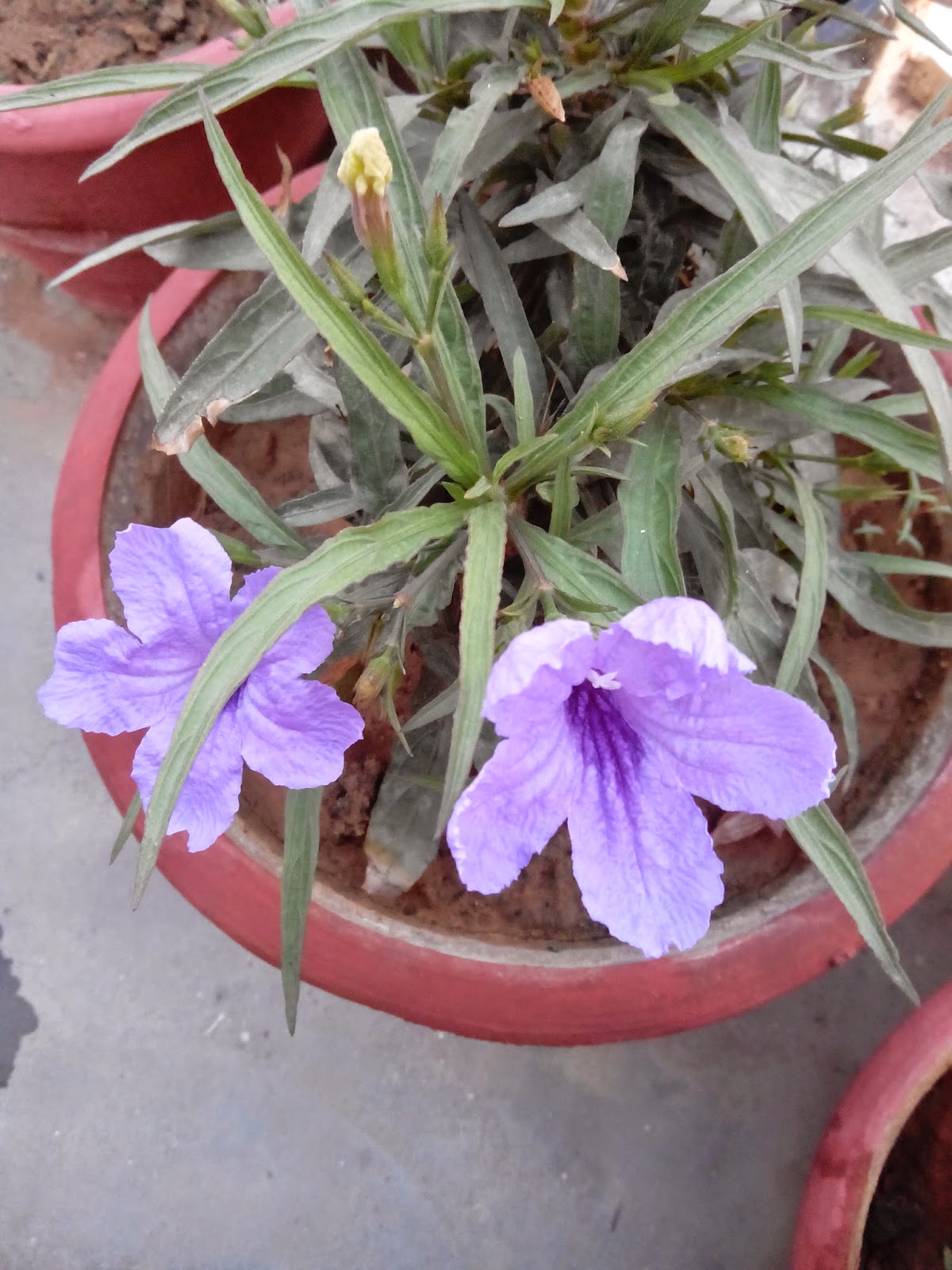 bageecha in hindi Buy outdoor & indoor plants online in india at best prices from mybageechawide range, fast delivery & prompt supportcod availablebuy plants online now. bageecha in hindi Buy outdoor & indoor plants online in india at best prices from mybageechawide range, fast delivery & prompt supportcod availablebuy plants online now.