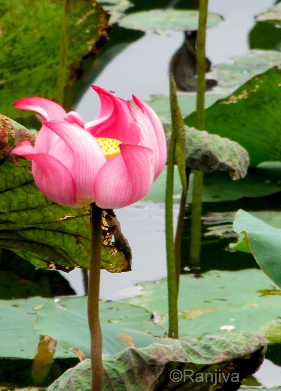 Des Nénuphars et des Lotus [Vietnam] Paysages et Fleurs au fil de l