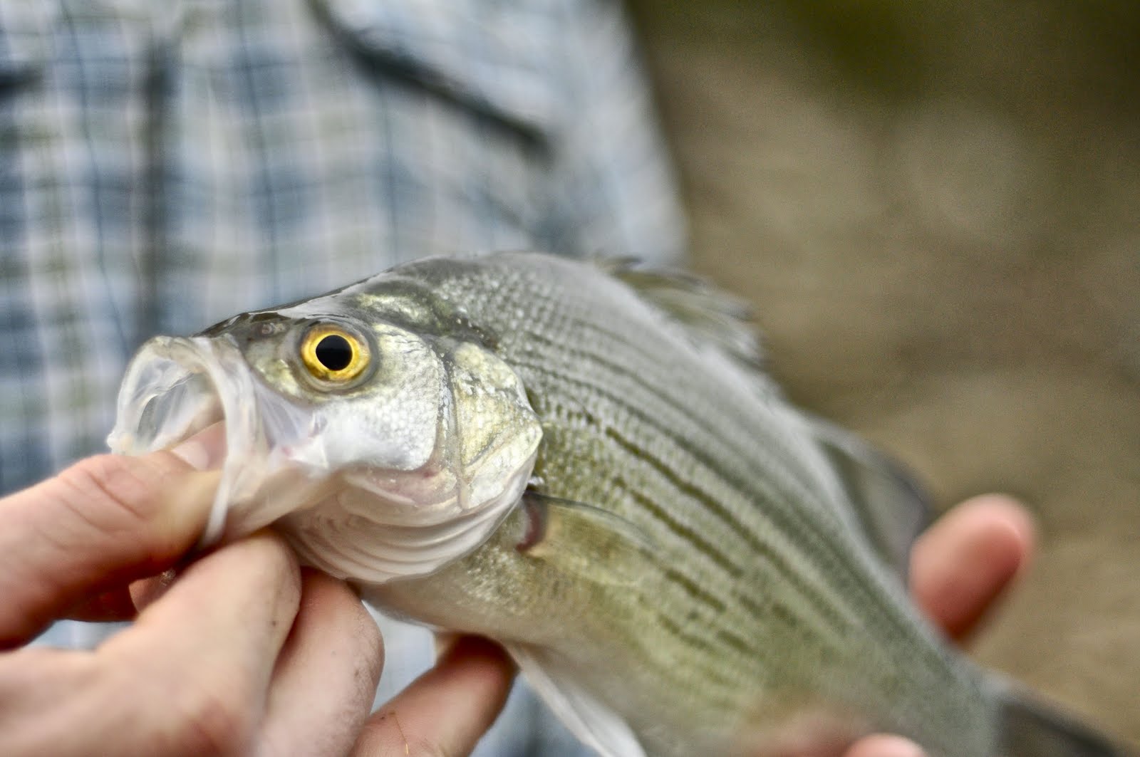 Hast Wildlife Adventures Kentucky's Spring White Bass Run