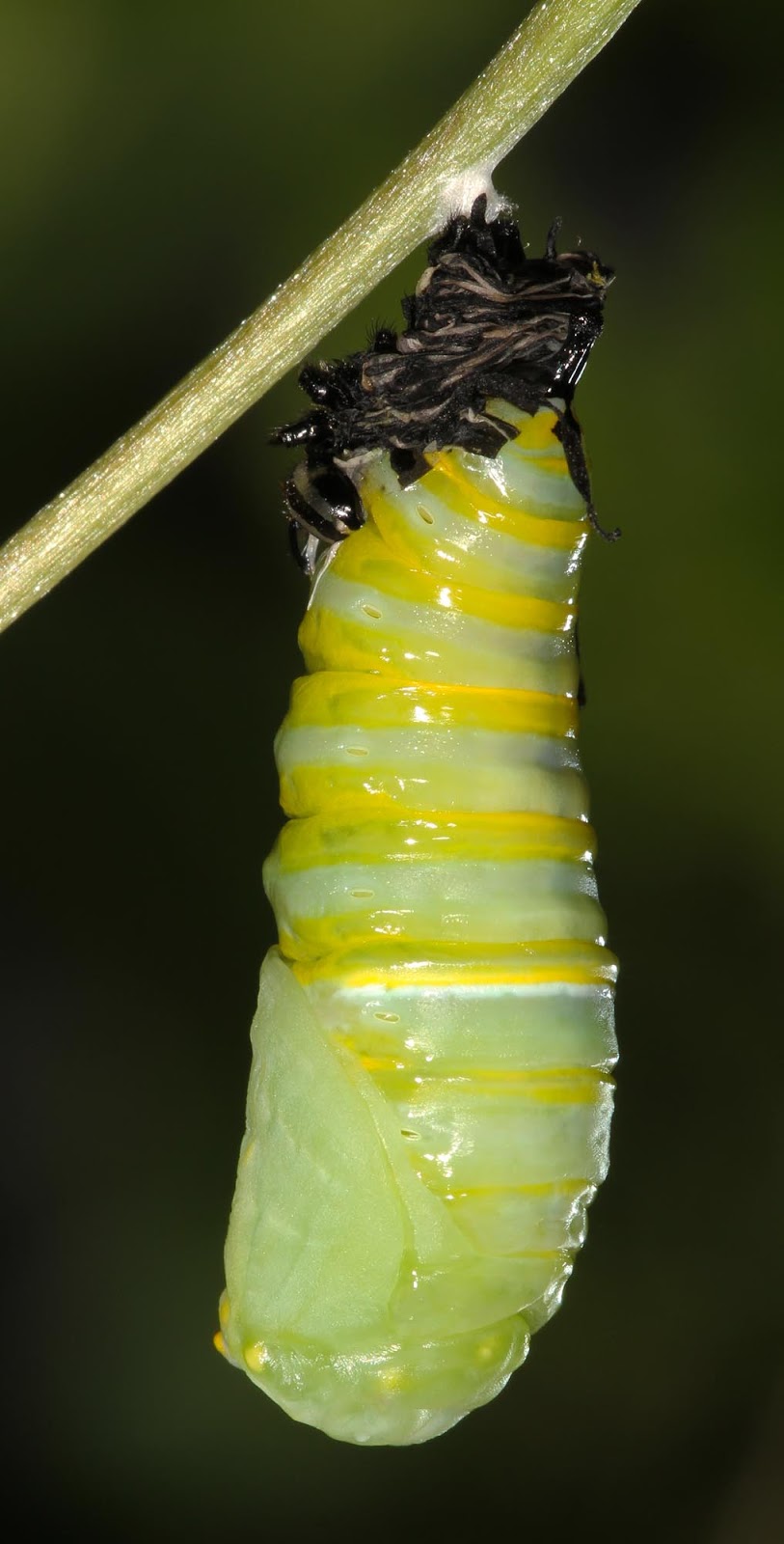 All of Nature Monarch Caterpillar Changes to Chrysalis